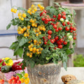 Tomato Seeds - 60/300/600 Red  Yellow Dwarf Tomato Variety, Cherry Tomato Seeds for Containers, Balcony, Patio, Pots, Indoor Outdoor Gardening, Non-GMO, Easy to Grow(60pcs)