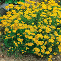 50 Dwarf Wooly Yarrow Flower Seeds