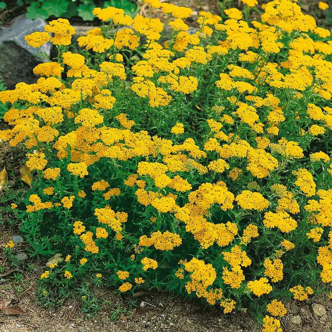 50 Dwarf Wooly Yarrow Flower Seeds