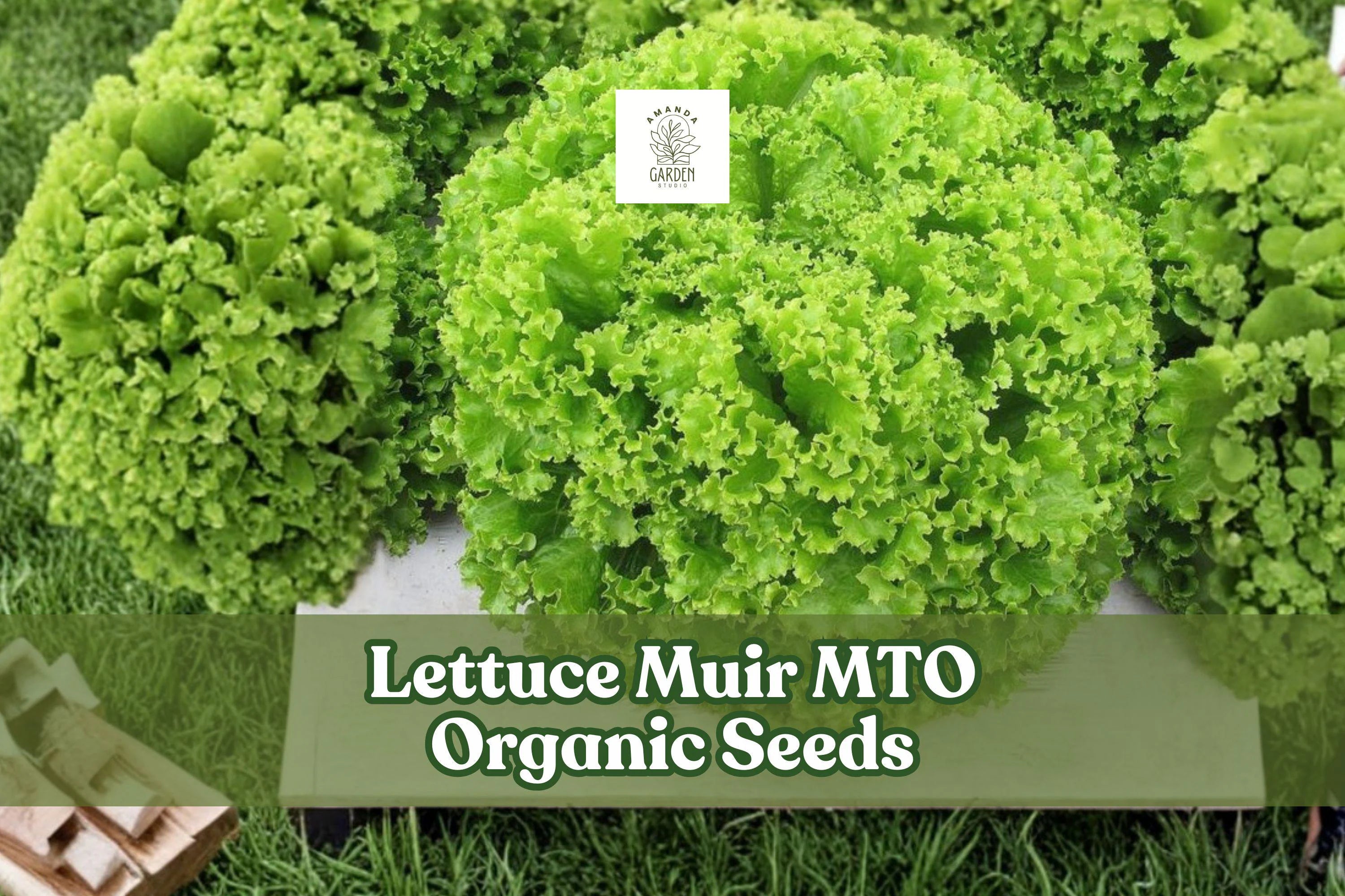 50 Muir Organic Lettuce Seeds: Heat Tolerant, Crisp Leaf