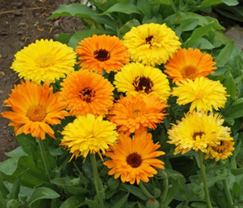 Calendula Seeds Pacific Beauty Mix 100 Ct Flower ANNUAL USA Seller