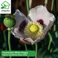 1500+ Tasmanian White Poppy Seeds: Heirloom Papaver somniferum