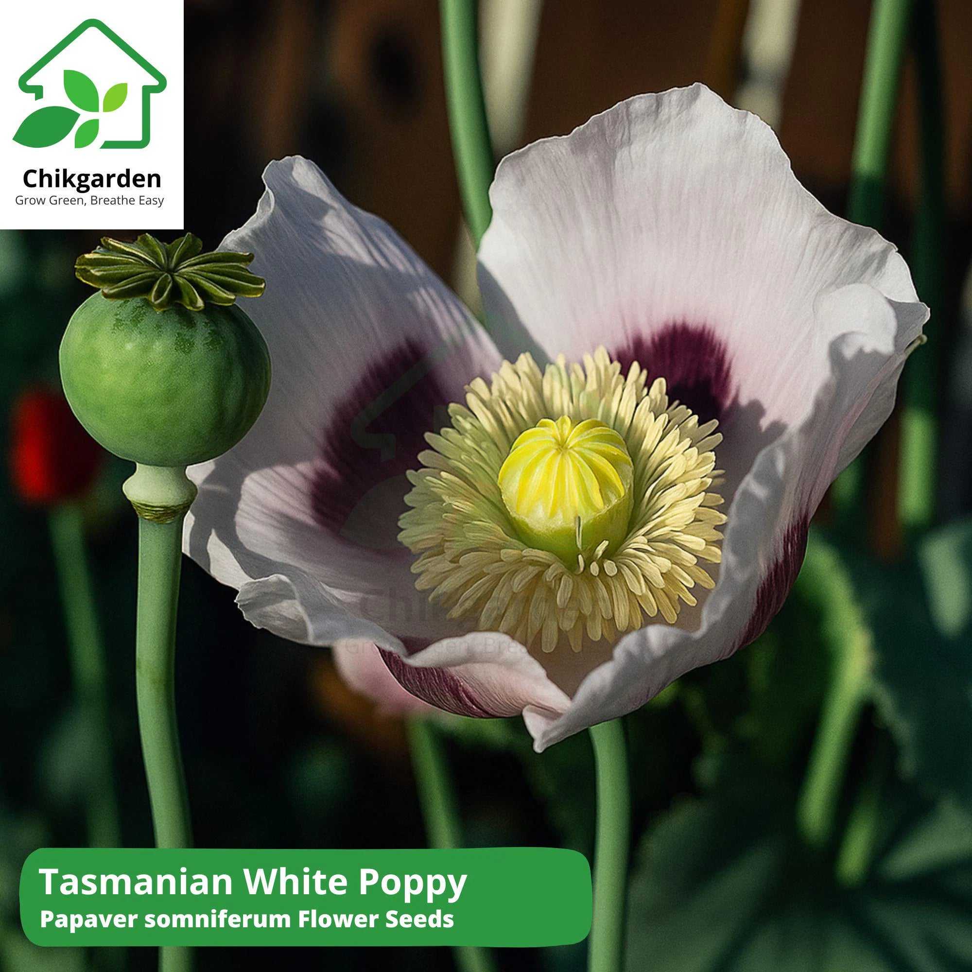 1500+ Tasmanian White Poppy Seeds: Heirloom Papaver somniferum