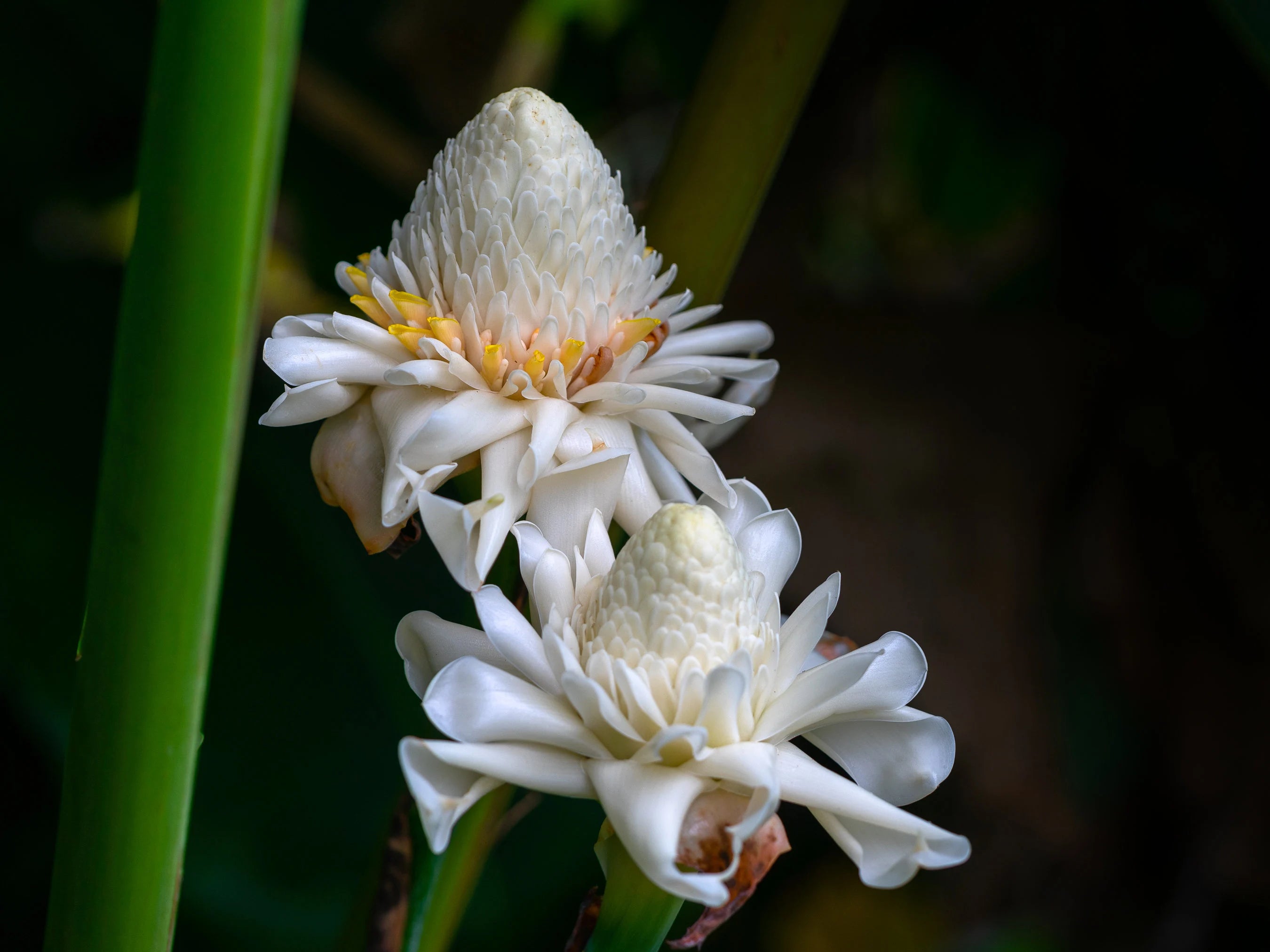 White Torch Ginger Rhizome (Etlingera Elatior)