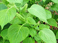 Shiso Green Japanese herb seed 50