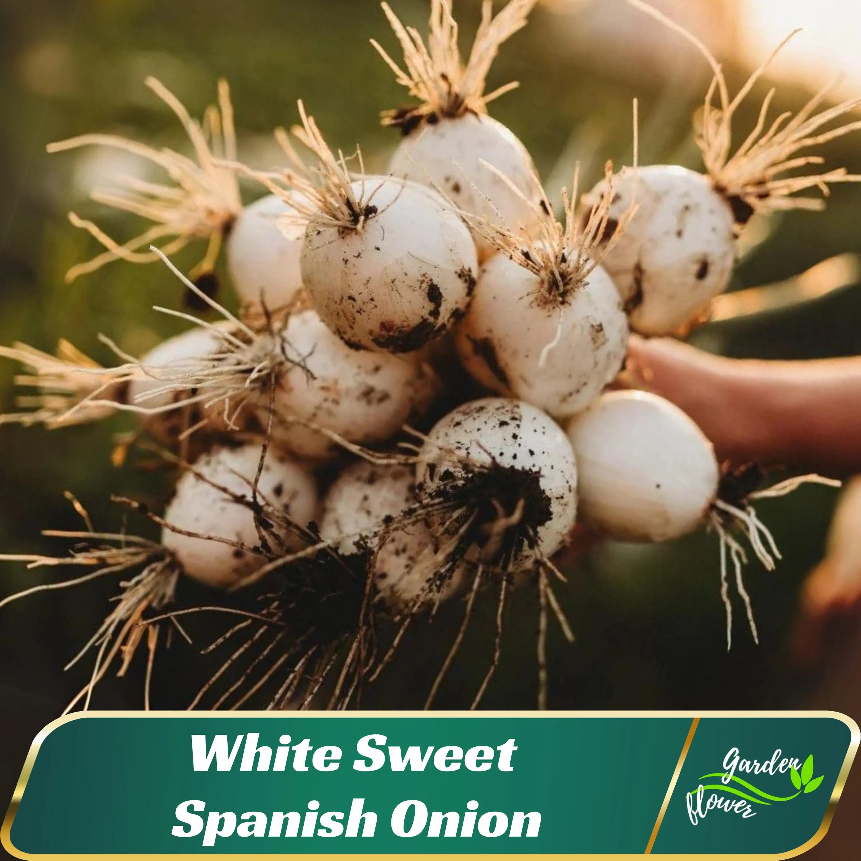 White Sweet Spanish Onion Seeds - Vegetable seeds - Cold Resistant - Self-Pollinating - Planting In Spring/Fall   #6044