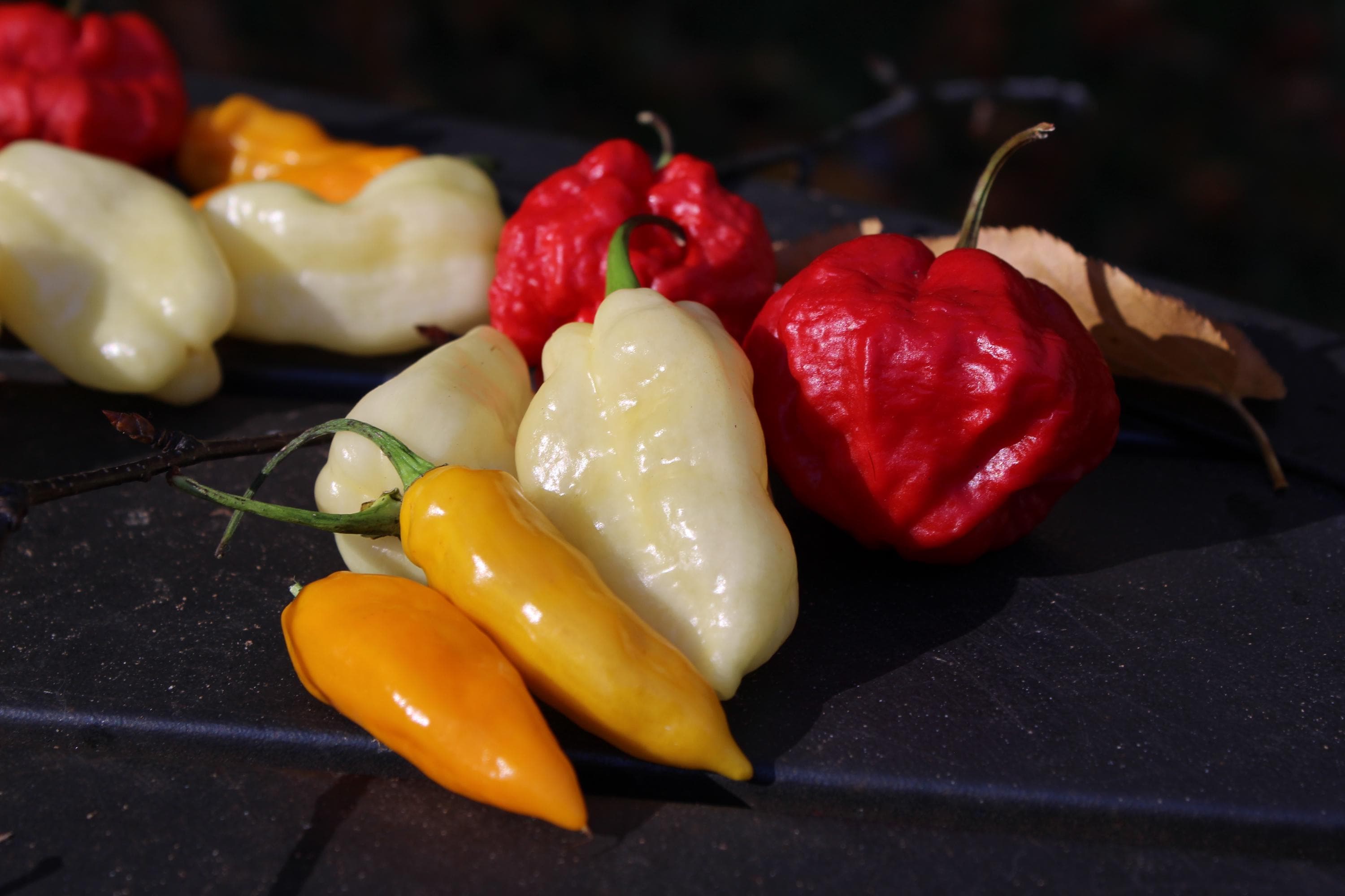 Heirloom Superhot Pepper Seed Set – Datil, White Habanero, Wartryx | Collector Gift Pack