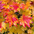 Korean Maple Tree (Acer Pseudo Sieboldianum) Seeds(5 Seeds)