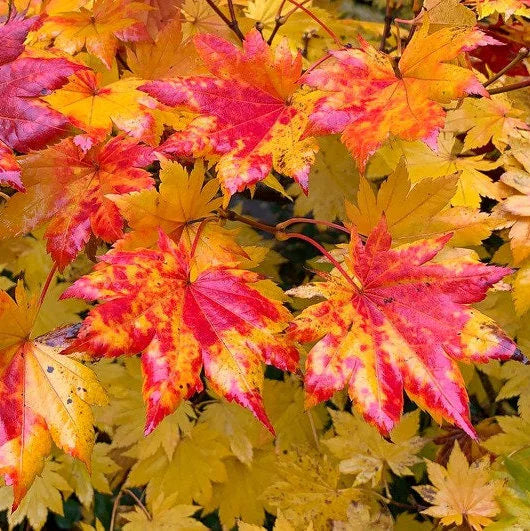 Korean Maple Tree (Acer Pseudo Sieboldianum) Seeds(5 Seeds)