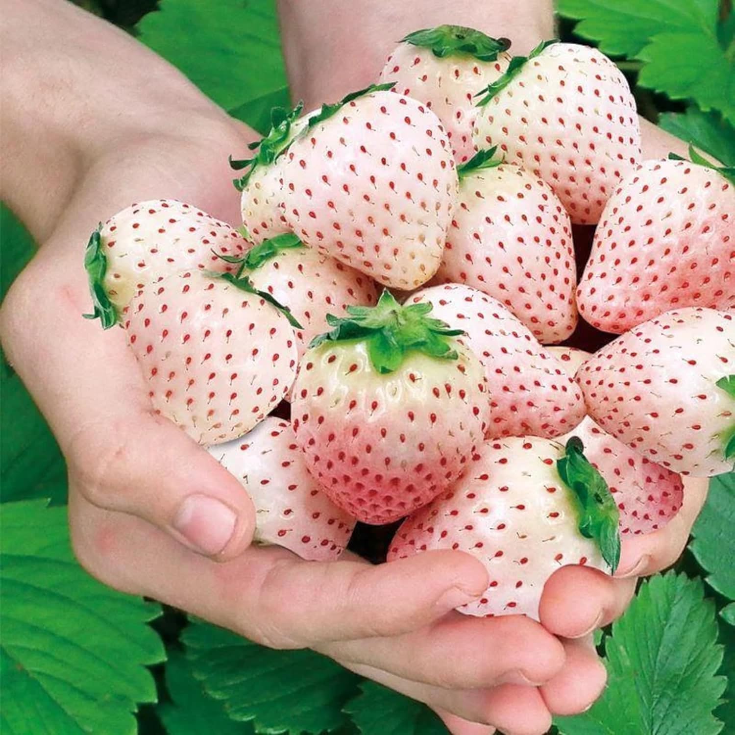 ZEshops 200pcs Cream Strawberry Seeds - Hardy Perennial Herb, Fall  Spring Planting, Vibrant Multi-Color Harvest (Red Strawberry)(White Strawberry)