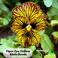 Tiger Eye Yellow Viola Seeds-Cold Resistant-Open-Pollinating-Self-Pollinating-Draft Resistant-Plant in late Summer/Spring #216
