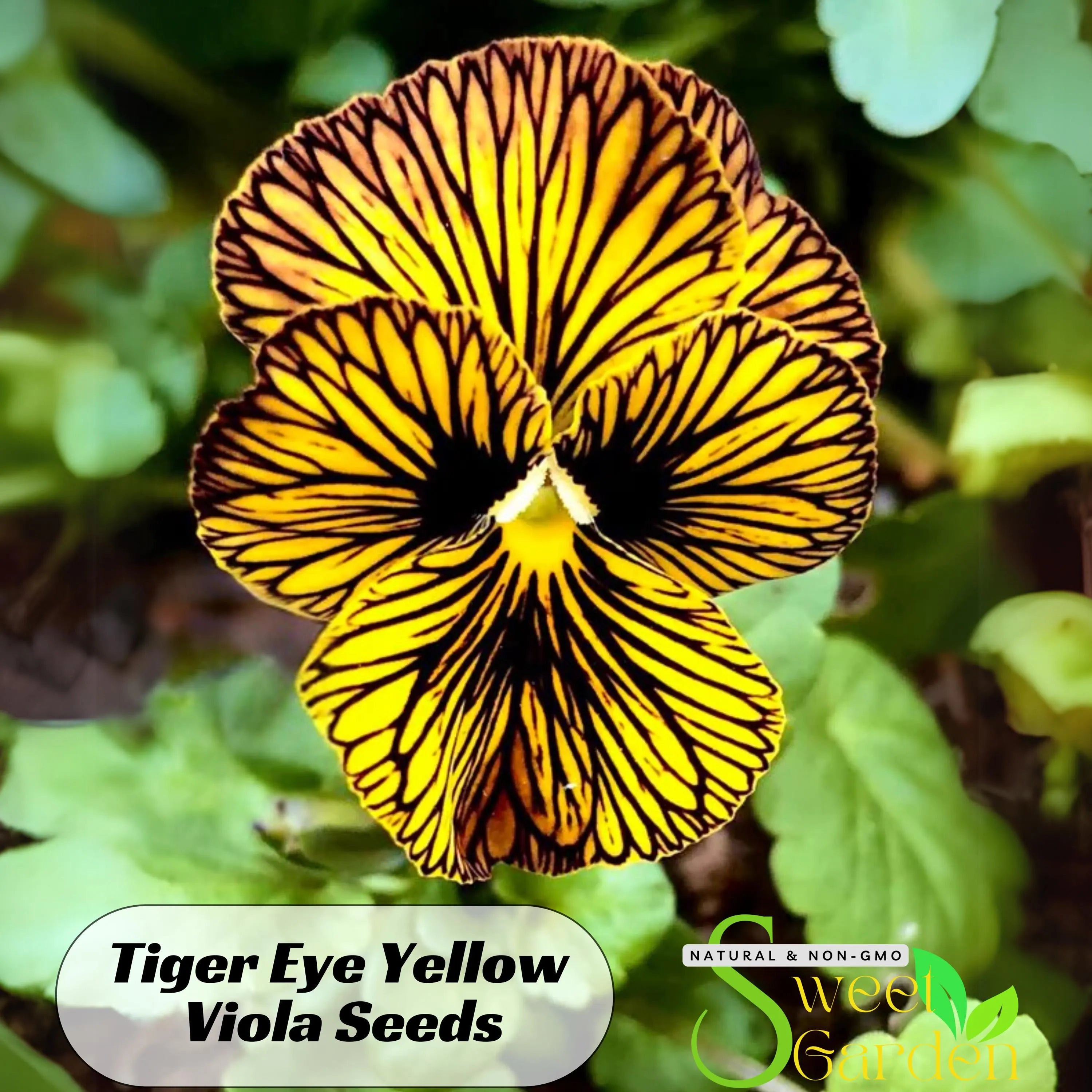 Tiger Eye Yellow Viola Seeds-Cold Resistant-Open-Pollinating-Self-Pollinating-Draft Resistant-Plant in late Summer/Spring #216