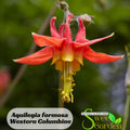 Aquilegia formosa Western Columbine Seeds - Cold Resistant - Deciduous - Attracts pollinators - Plant in Late Summer to Early Fall - #137