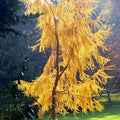Japanese Larch Tree (Larix Kaempferi) Seeds(10+ Seeds)