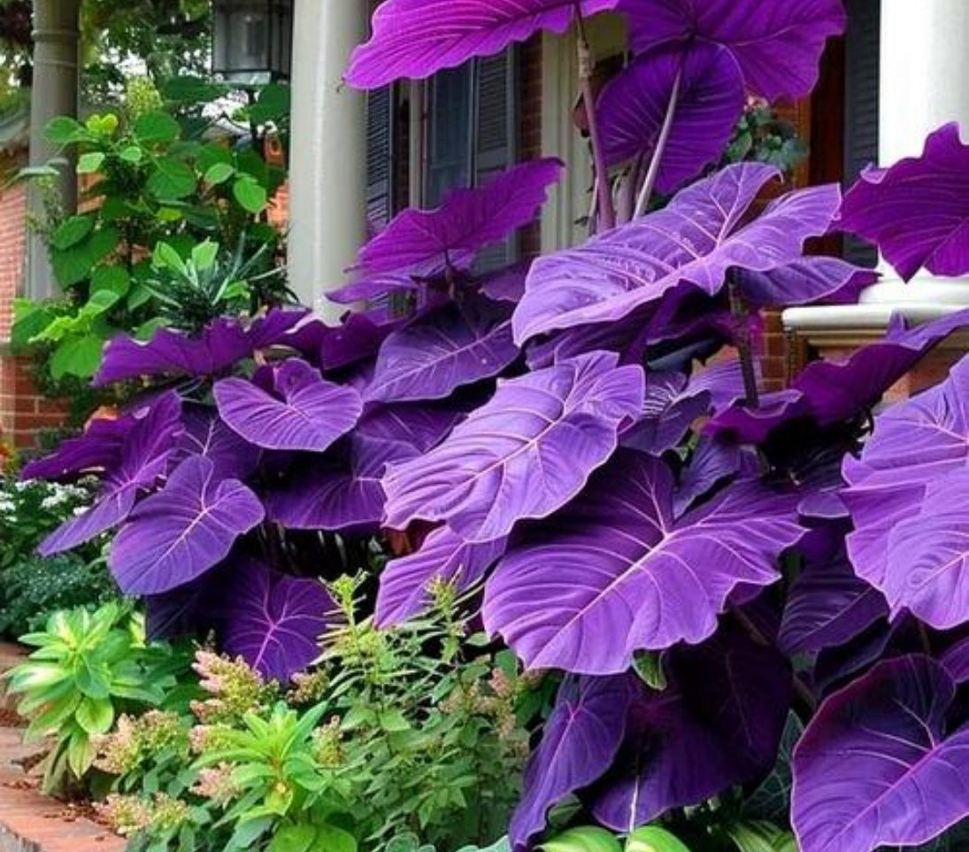 Purple Caladium 60/300/600 Seeds: Dwarf Elephant Ear Ornamental Foliage(60 Seeds)