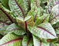 Red Veined Sorrel **new 2025 stock** aka Bloody Dock Seeds