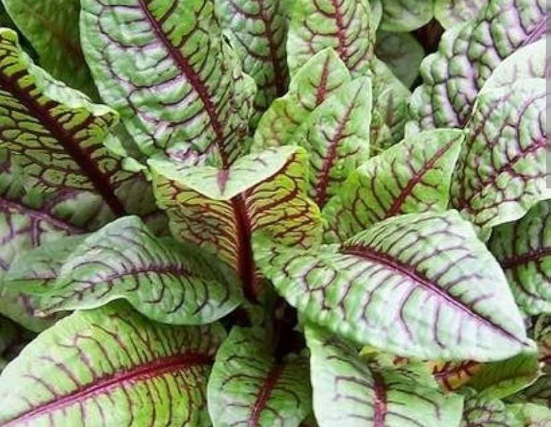 Red Veined Sorrel **new 2025 stock** aka Bloody Dock Seeds