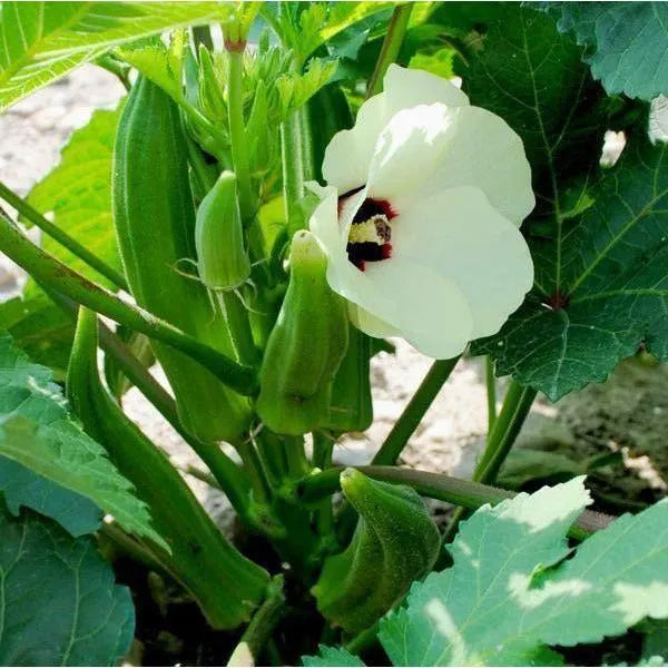 Cajun Jewel Okra Seeds(10 Seeds)