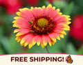 425+ Blanketflower Seeds | Perennial Wildflower Seed Packet for Flower Gardens, Butterflies  Bees, Gaillardia aristata, Firewheel Flower(425 Seeds)