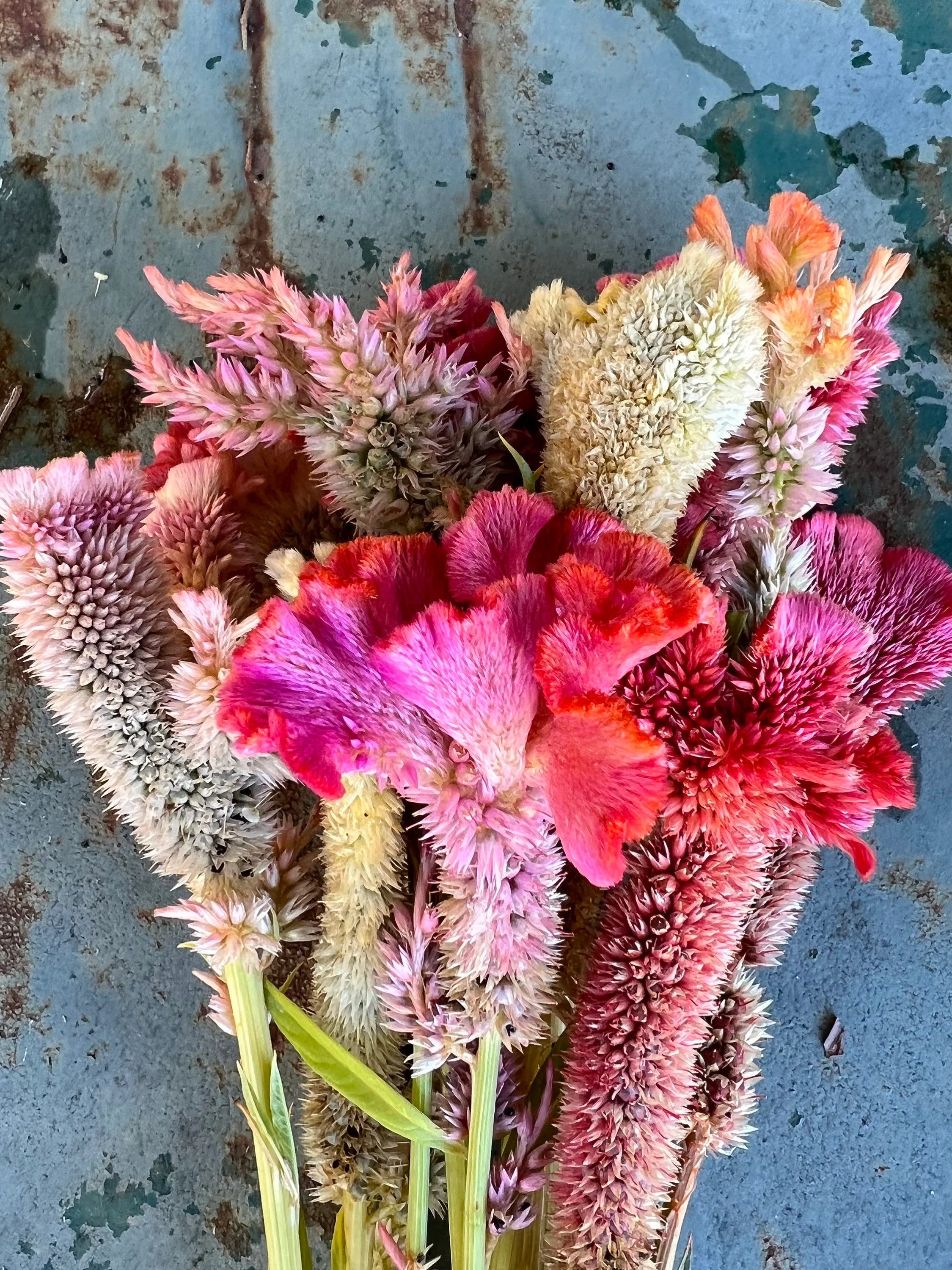 Fruit Punch Celosia Seeds: Summer Cut Flower Garden (50 Seeds)
