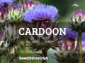 Cardoon Seeds | Heirloom - Non-GMO | Cynara Cardunculus | Seed Store | Herb Seeds | 1292(15 Seeds)