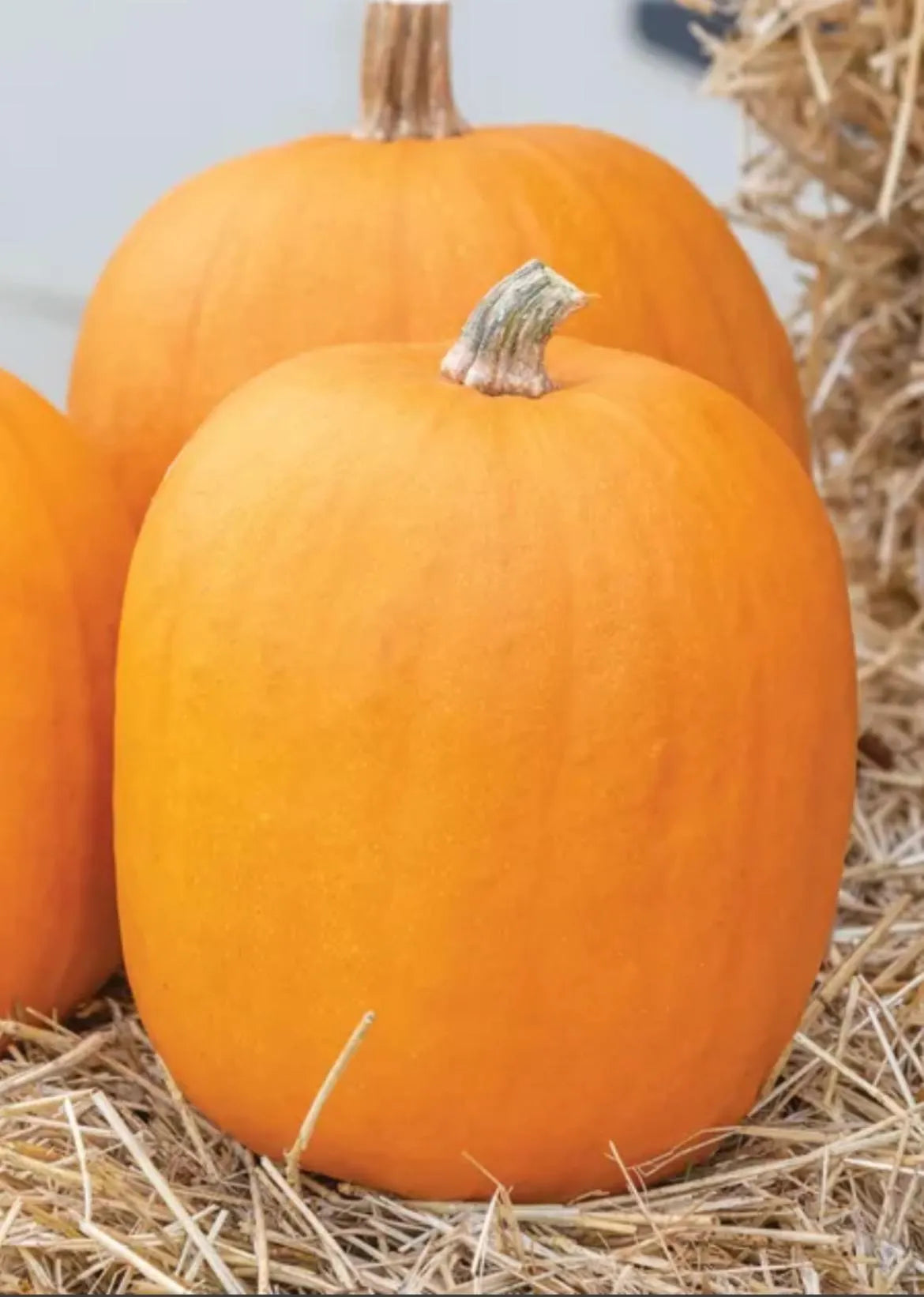 Pumpkin Jack O Lantern Seeds Pie Pumpkin  NJ USA Heirloom organic See my store for largest selection