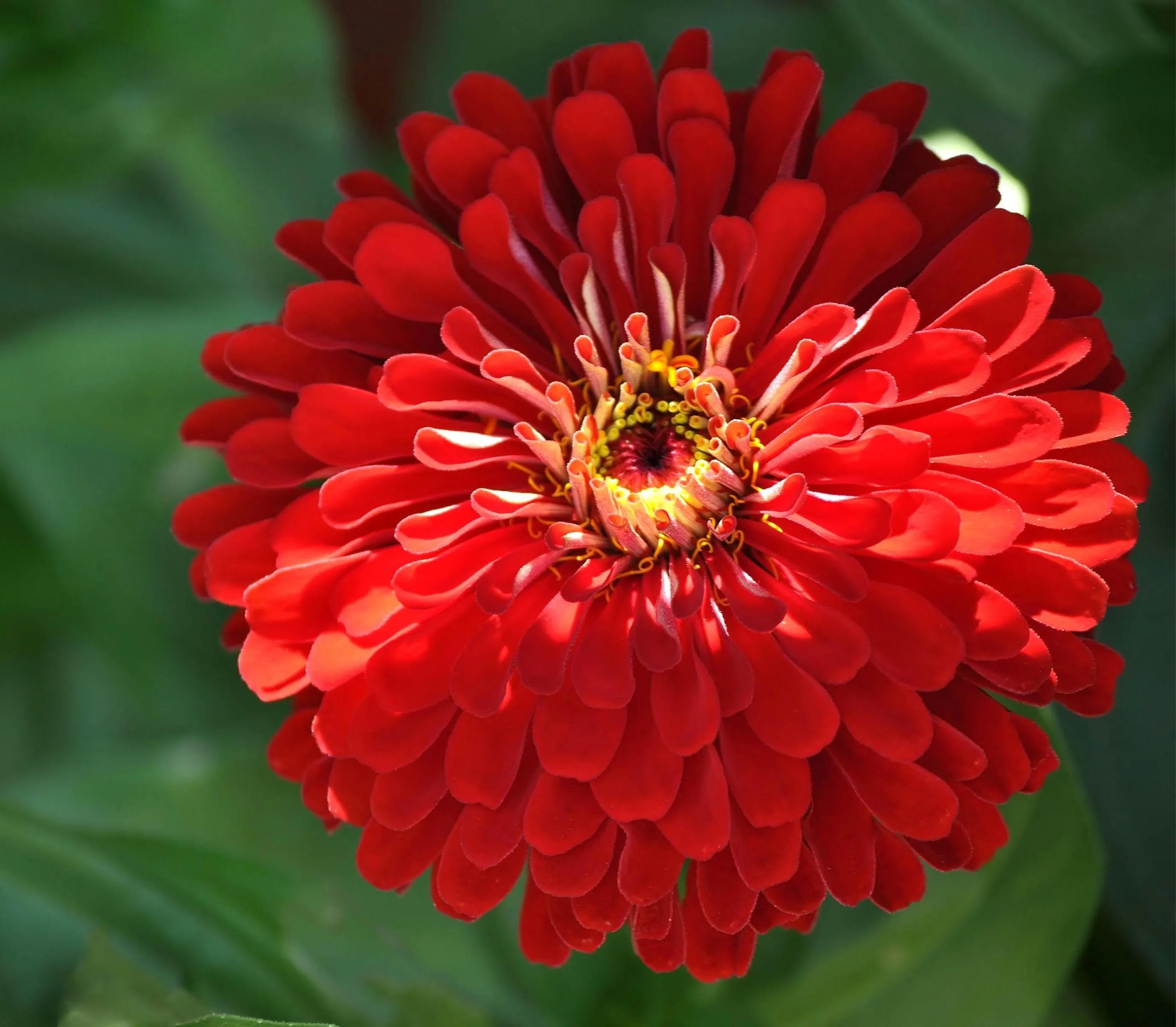 100+ Cherry Queen Zinnia Seeds - Annual Heirloom Cut Flower(100 seeds)