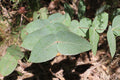 Eucalyptus nitens seeds #39;shining gum#39; 10-100pc Organic(10pc)