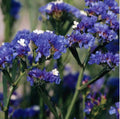 Statice Blue River Flower Seeds limonium sinuatum Heirloom USA Corn Cockle check my store for the largest selection