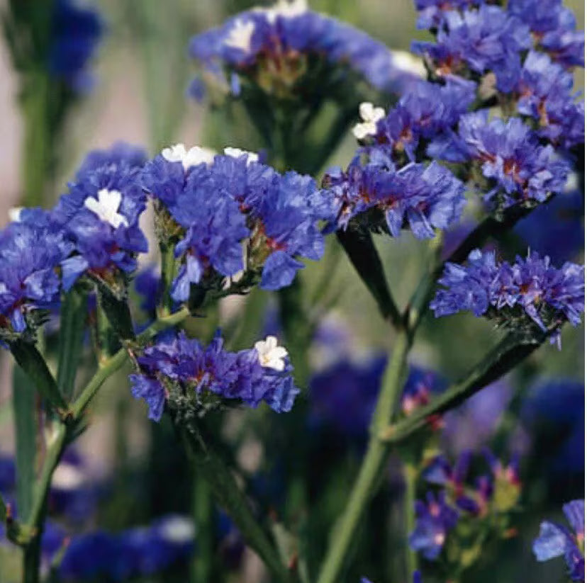Statice Blue River Flower Seeds limonium sinuatum Heirloom USA Corn Cockle check my store for the largest selection