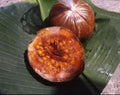 Borojo Fruit Tree {Albertia patinoi} Organic | Evergreen | Tasty Fruits | Culianry Grade | Tropical Superfruit 10 seeds Free Shipping!