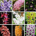 Rare Varieties Cymbidium Orchid Seeds Cymbidium Seeds Mixed Color 50Pcs （3741）