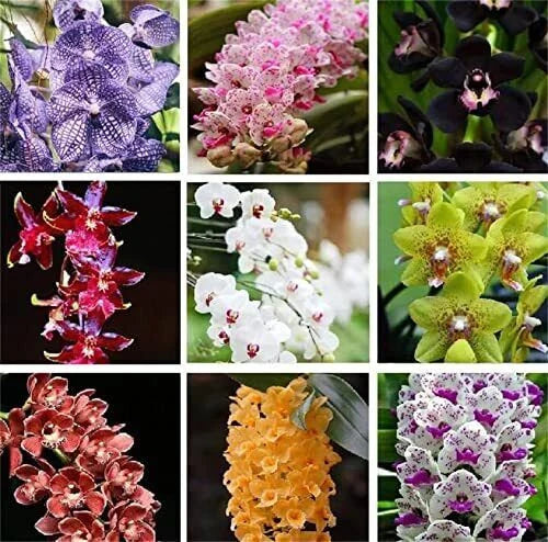 Rare Varieties Cymbidium Orchid Seeds Cymbidium Seeds Mixed Color 50Pcs （3741）