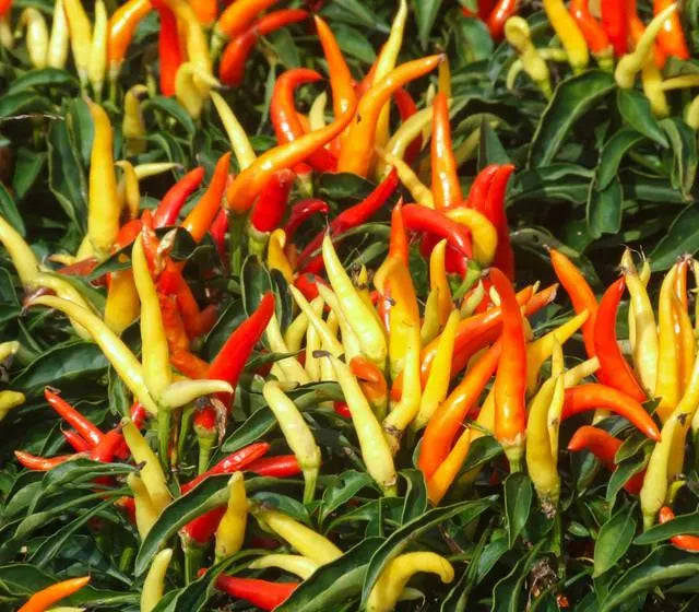 100 Fire  Ice Ornamental Pepper Seeds. Ships free