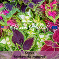 Coleus Seeds 50/400 RAINBOW MIX IMPROVED Shade House Plant Green Yellow-Green Purple Red Bicolored Painted Nettle(50 Seeds)