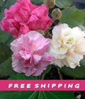 Confederate Rose Hibiscus mutabilis Tri-color Flower Seeds 25+ See description for Germination Hints