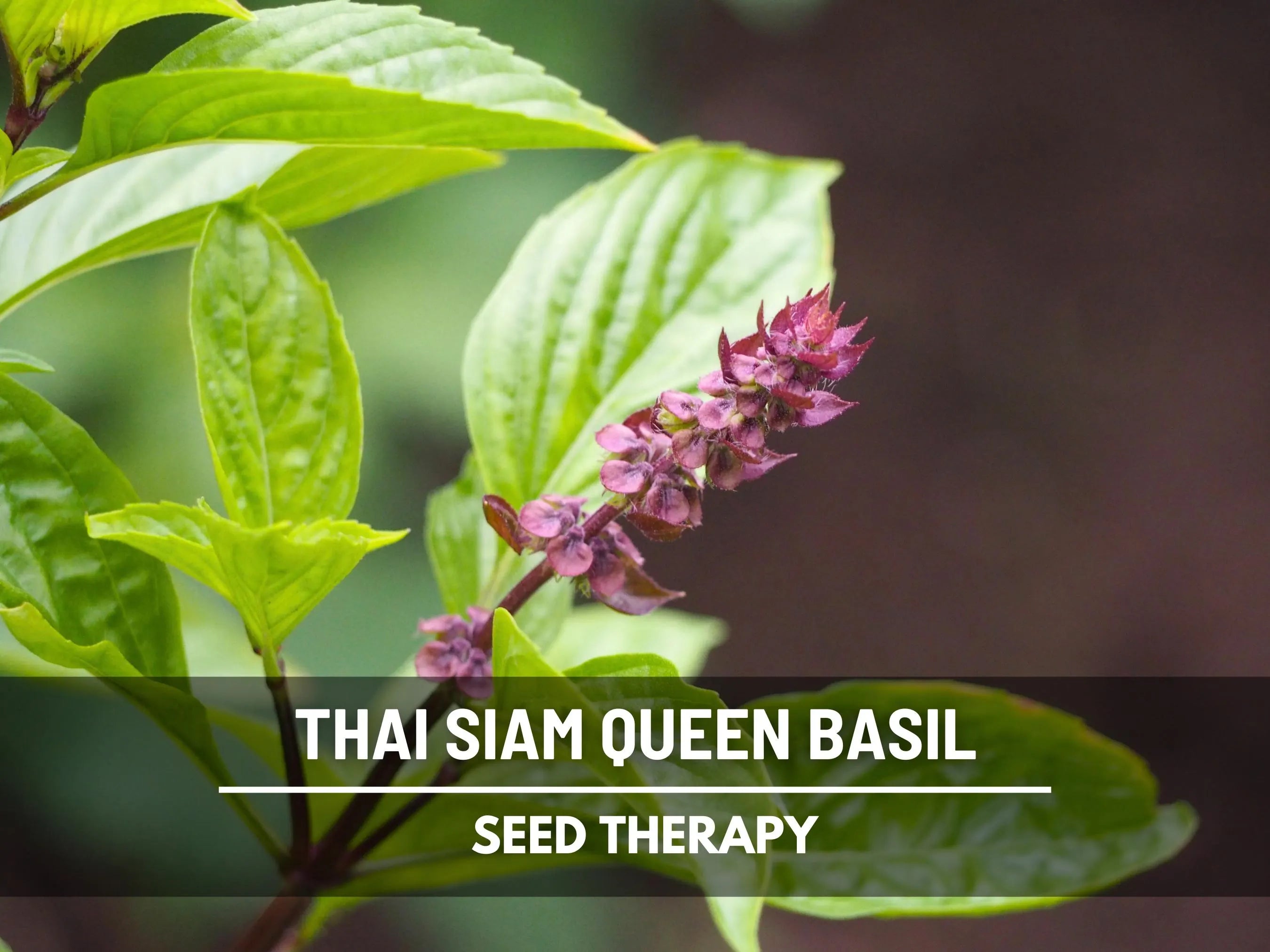 Siam Queen Thai Basil Seeds – Heirloom Herb, Aromatic  Ornamental, Showy Purple Flowers, Spicy Anise Scent | 250 Seeds