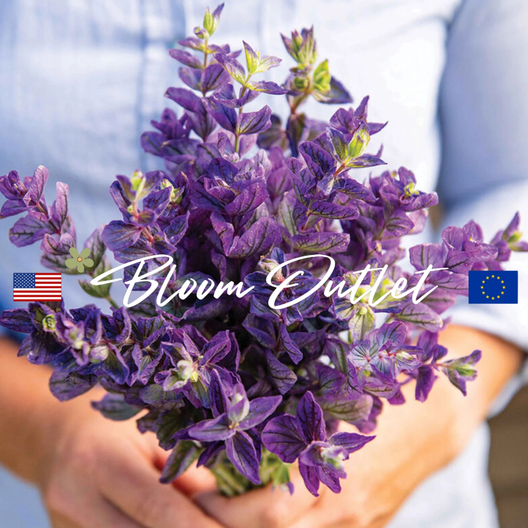 25/350 Clary Sage Seeds OXFORD BLUE Flower Garden Seeds Salvia Heirloom Frost Tolerant Plants Vibrant Deep Blue Edible(25 Seeds)