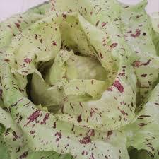 castelfranco heirloom  seeds 25