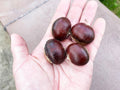 Blight Resistant Chestnut American Hybrid Castanea dentata X mollissima Premium Seed Packet