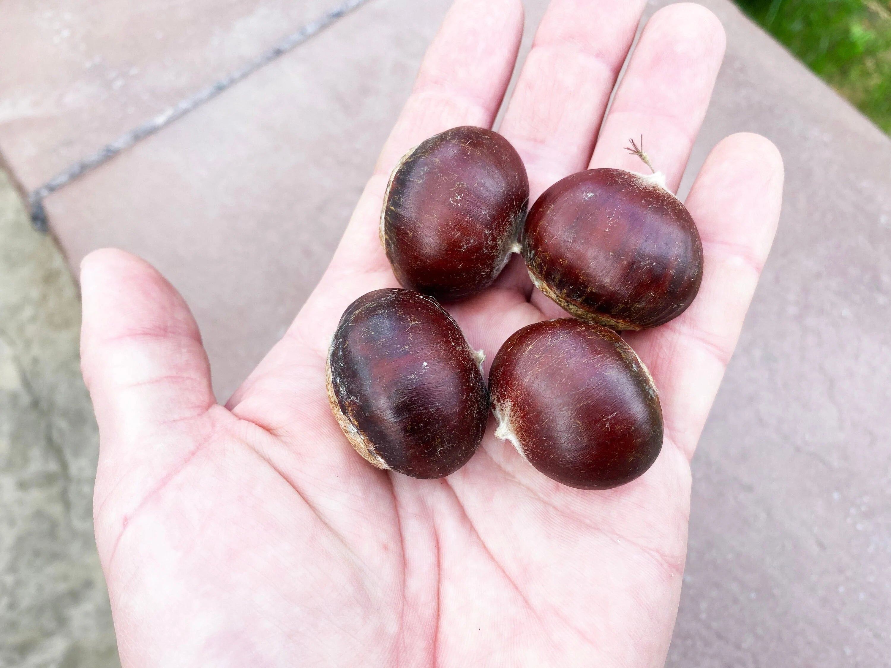 Blight Resistant Chestnut American Hybrid Castanea dentata X mollissima Premium Seed Packet