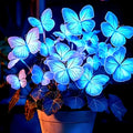 50 Heirloom Blue Butterfly Coleus Seeds | Rare Ornamental Foliage | Vibrant Shade Plant