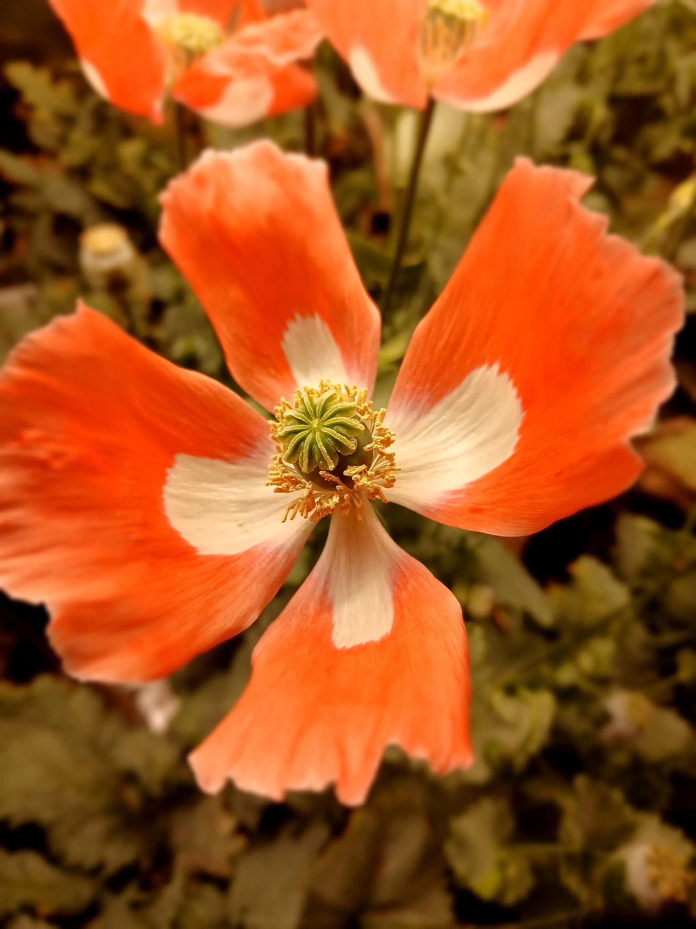 THE Queens Poppy - Papaver Somniferum - 40/200/400 Seeds(40 Seeds)