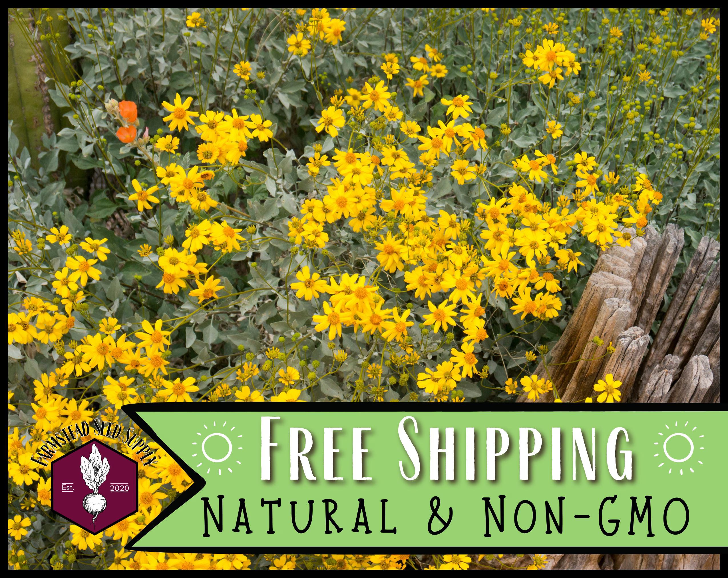 32,700 Desert Marigold Seeds | Native Pollinator Wildflower Garden Flower Seed for Pollinator Bee  Butterflies, Baileya multiradiata(4)