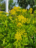 Golden alexander seeds - Zizia Aurea - J3Natives - 150 seeds