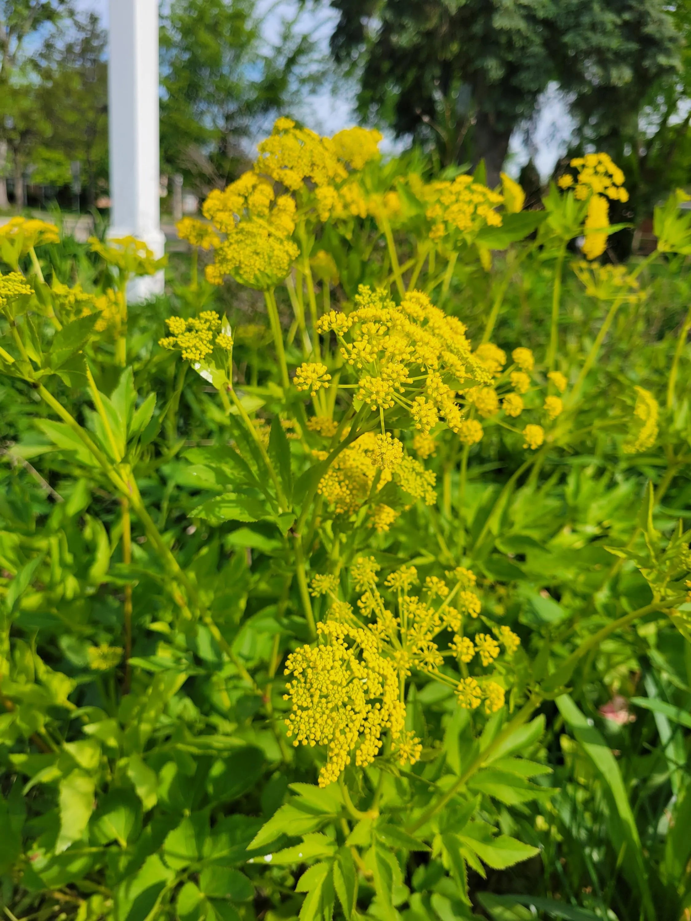 Golden alexander seeds - Zizia Aurea - J3Natives - 150 seeds