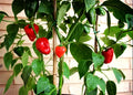 Leutschauer Paprika pepper seeds