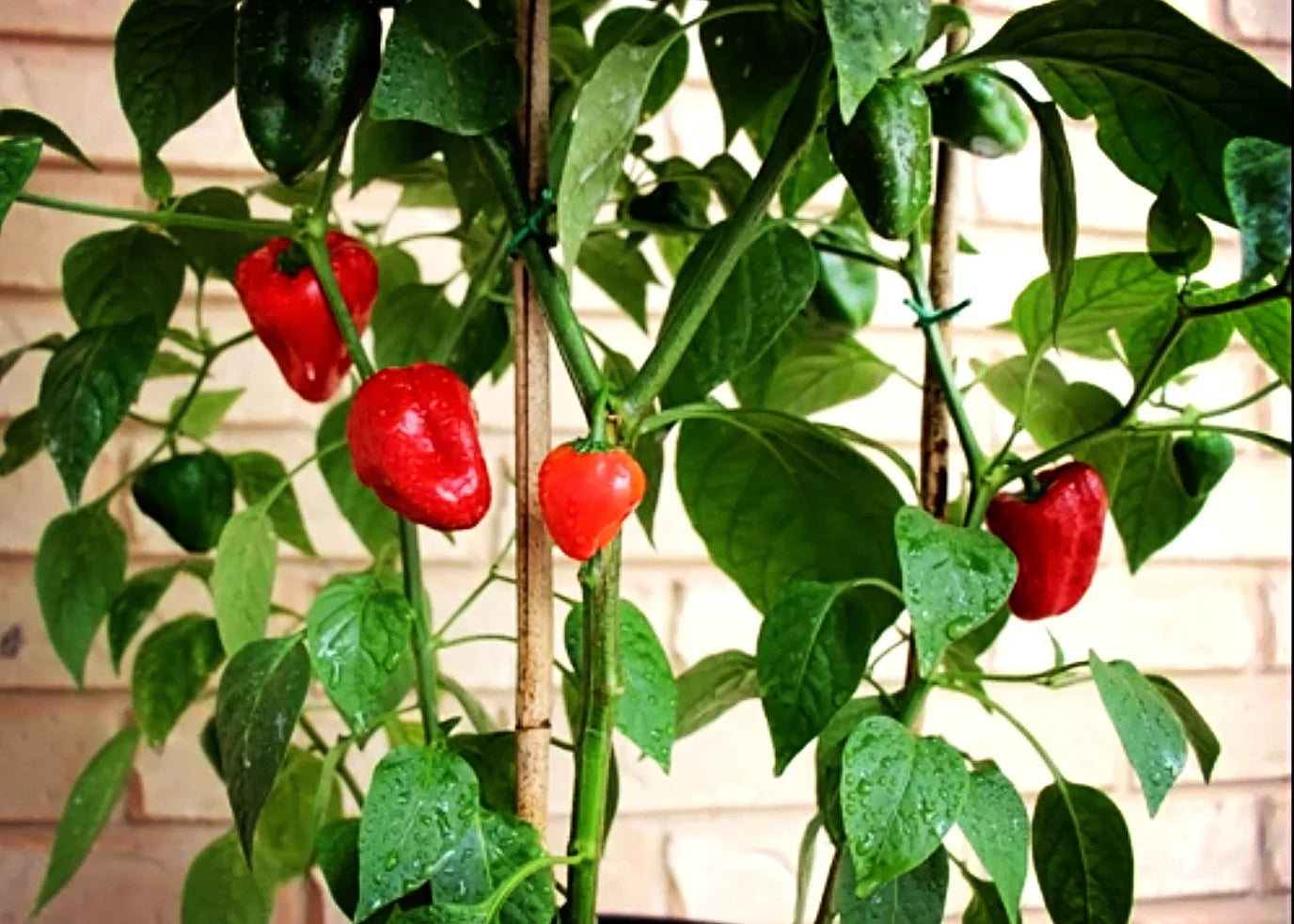 Leutschauer Paprika pepper seeds