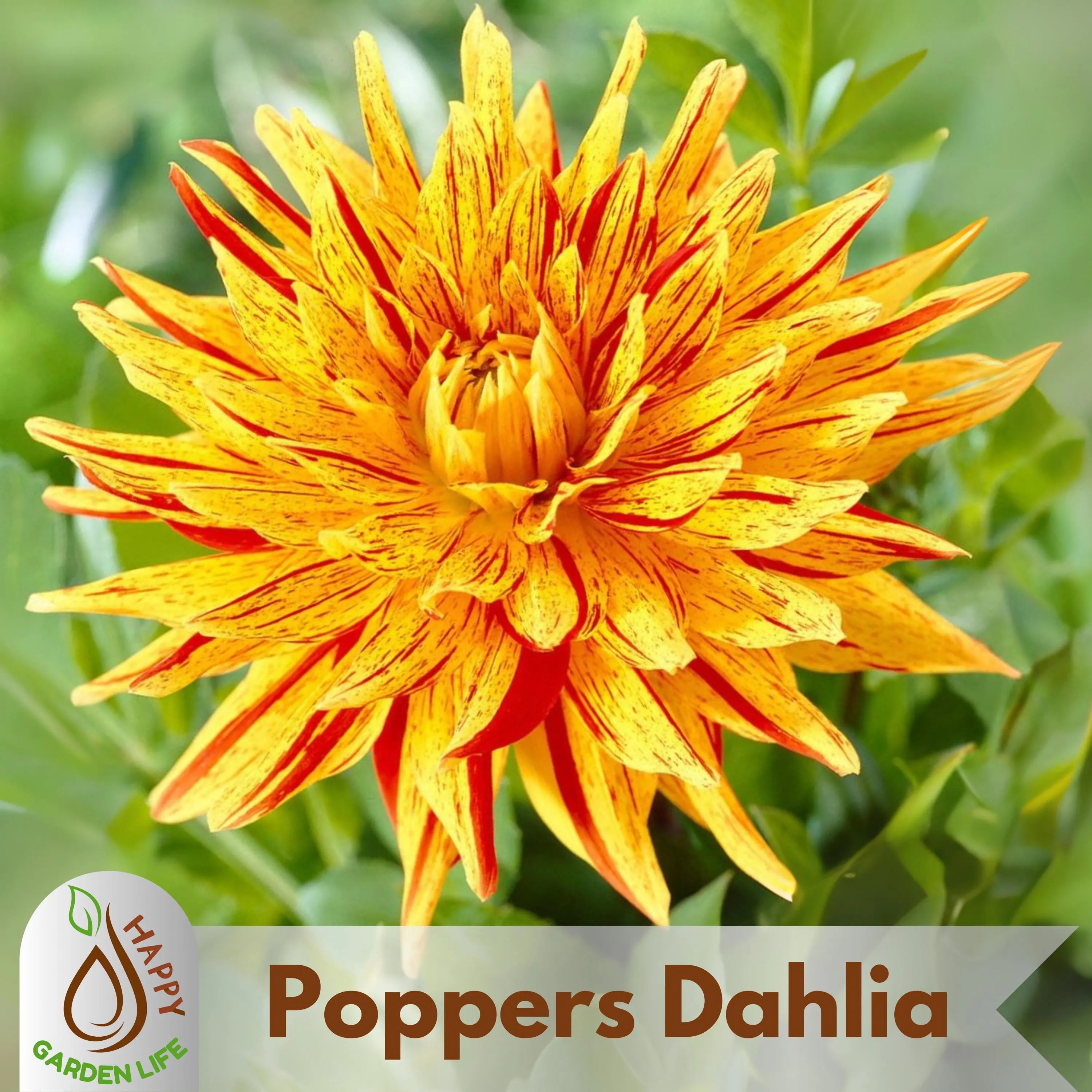 20+ Seeds| Poppers Dahlia Seeds - Perennial - Flowering - Hybrid - Open-Pollinating - Fast Growing - Clumping - Plant in Spring #D069
