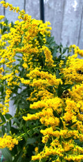 Wrinkleleaf Goldenrod (Solidago rugosa)